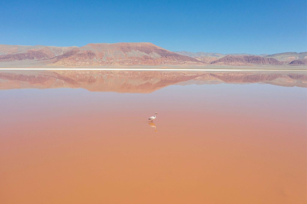 Flamenco con montañas de fondo en el Salar del Hombre Muerto en Antofasgasta de la Sierra Catamarca.
